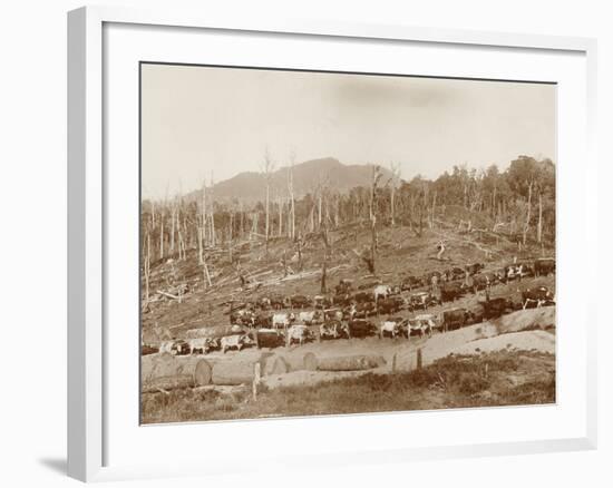 Logging with Bullock Teams at Whakapara-null-Framed Photographic Print