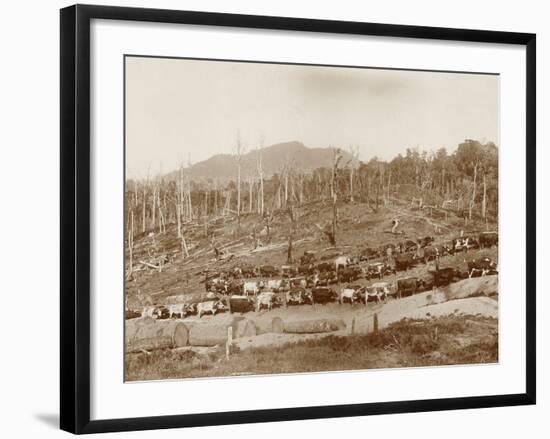 Logging with Bullock Teams at Whakapara-null-Framed Photographic Print