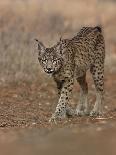 Eurasian lynx walking, Castilla La Mancha, Spain-Loic Poidevin-Photographic Print