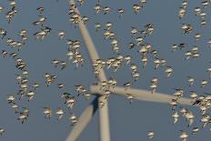 Flock of Sanderlings in flight with wind turbines in background-Loic Poidevin-Photographic Print