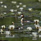 Great crested grebe amongst White water lilies, Danube Delta, Romania, May-Loic Poidevin-Photographic Print