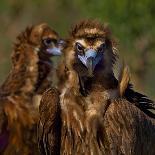 Portrait of Cinereous vulture, Spain-Loic Poidevin-Photographic Print