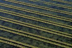 Rows of racks used in oyster farming at high tide, Ile de Re, Charente-Maritime, France, July 2017.-Loic Poidevin-Photographic Print