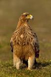 Spanish imperial eagle on a branch, looking down, Spain-Loic Poidevin-Photographic Print