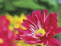 Painterly Flower V-Lola Henry-Photographic Print