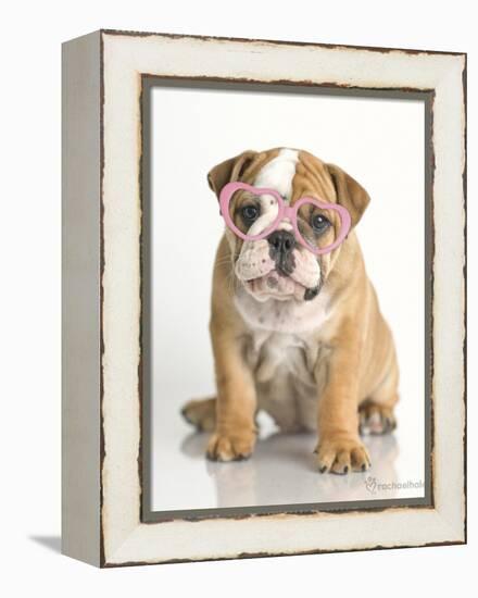 Lola-Rachael Hale-Framed Stretched Canvas