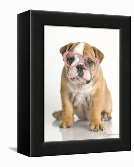 Lola-Rachael Hale-Framed Stretched Canvas