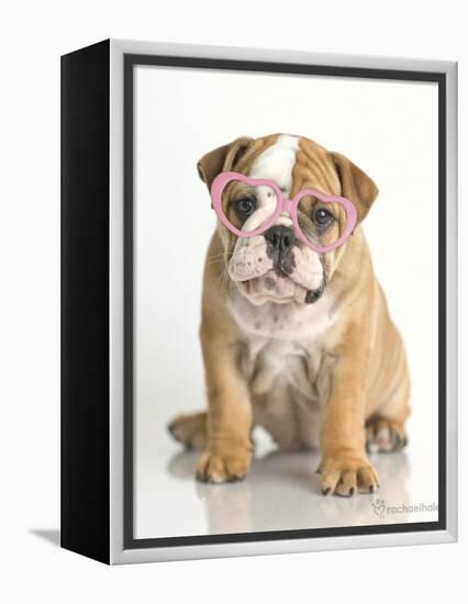 Lola-Rachael Hale-Framed Stretched Canvas