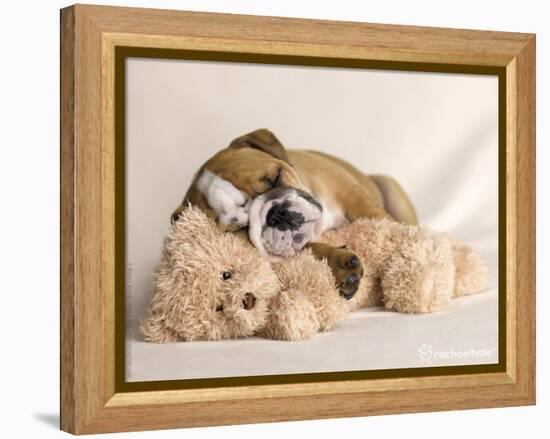 Lola-Rachael Hale-Framed Premier Image Canvas