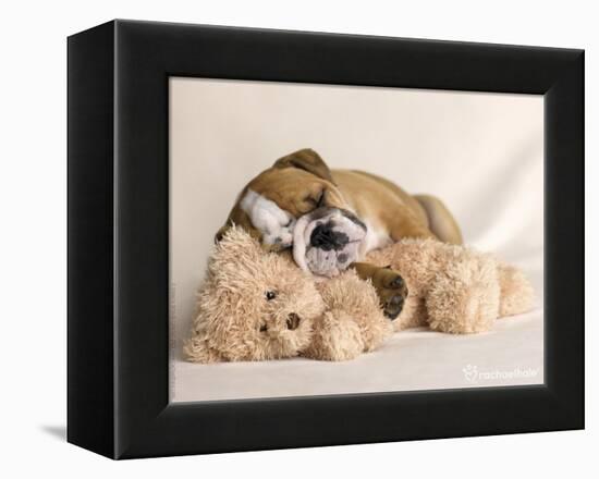 Lola-Rachael Hale-Framed Premier Image Canvas