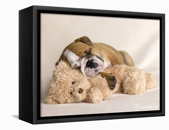 Lola-Rachael Hale-Framed Premier Image Canvas