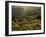 Lombardy, Lake District, Lake Garda, Tremosine Plateau, Sermerio, Vineyards, Italy-Walter Bibikow-Framed Photographic Print