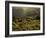 Lombardy, Lake District, Lake Garda, Tremosine Plateau, Sermerio, Vineyards, Italy-Walter Bibikow-Framed Photographic Print