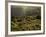 Lombardy, Lake District, Lake Garda, Tremosine Plateau, Sermerio, Vineyards, Italy-Walter Bibikow-Framed Photographic Print