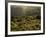 Lombardy, Lake District, Lake Garda, Tremosine Plateau, Sermerio, Vineyards, Italy-Walter Bibikow-Framed Photographic Print