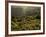 Lombardy, Lake District, Lake Garda, Tremosine Plateau, Sermerio, Vineyards, Italy-Walter Bibikow-Framed Photographic Print