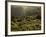 Lombardy, Lake District, Lake Garda, Tremosine Plateau, Sermerio, Vineyards, Italy-Walter Bibikow-Framed Photographic Print
