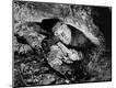 Premium Photographic Print