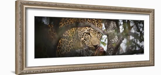 Londolozi Game Reserve, South Africa. Leopard Eating in a Tree-Janet Muir-Framed Photographic Print