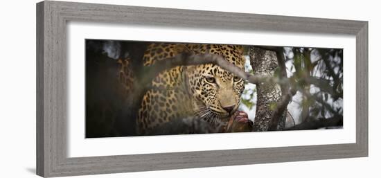 Londolozi Game Reserve, South Africa. Leopard Eating in a Tree-Janet Muir-Framed Photographic Print