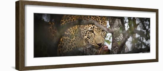 Londolozi Game Reserve, South Africa. Leopard Eating in a Tree-Janet Muir-Framed Photographic Print