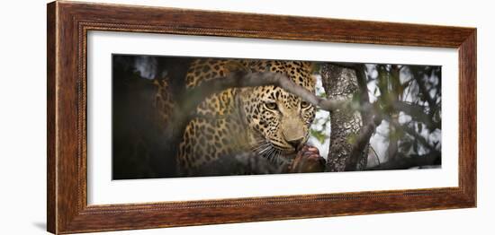 Londolozi Game Reserve, South Africa. Leopard Eating in a Tree-Janet Muir-Framed Photographic Print