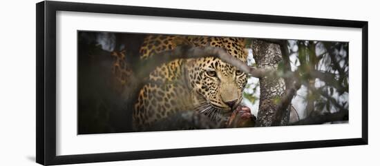 Londolozi Game Reserve, South Africa. Leopard Eating in a Tree-Janet Muir-Framed Photographic Print