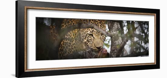 Londolozi Game Reserve, South Africa. Leopard Eating in a Tree-Janet Muir-Framed Photographic Print