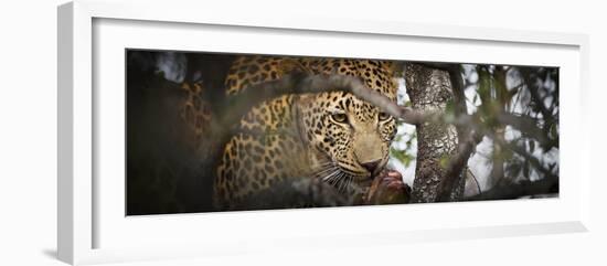 Londolozi Game Reserve, South Africa. Leopard Eating in a Tree-Janet Muir-Framed Photographic Print