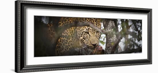 Londolozi Game Reserve, South Africa. Leopard Eating in a Tree-Janet Muir-Framed Photographic Print