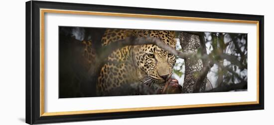 Londolozi Game Reserve, South Africa. Leopard Eating in a Tree-Janet Muir-Framed Photographic Print