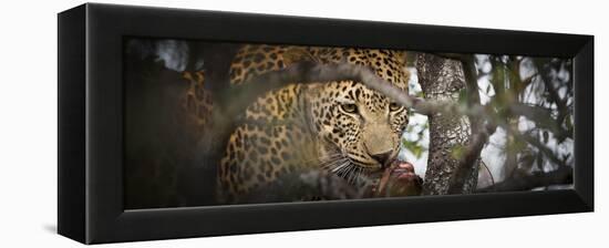 Londolozi Game Reserve, South Africa. Leopard Eating in a Tree-Janet Muir-Framed Premier Image Canvas