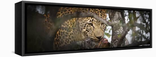 Londolozi Game Reserve, South Africa. Leopard Eating in a Tree-Janet Muir-Framed Premier Image Canvas