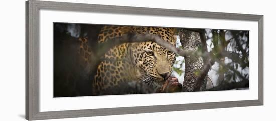 Londolozi Game Reserve, South Africa. Leopard Eating in a Tree-Janet Muir-Framed Photographic Print