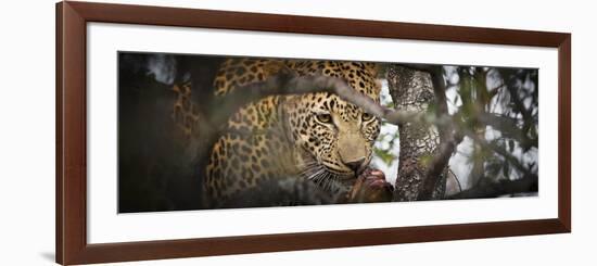 Londolozi Game Reserve, South Africa. Leopard Eating in a Tree-Janet Muir-Framed Photographic Print