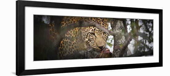 Londolozi Game Reserve, South Africa. Leopard Eating in a Tree-Janet Muir-Framed Photographic Print