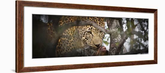 Londolozi Game Reserve, South Africa. Leopard Eating in a Tree-Janet Muir-Framed Photographic Print