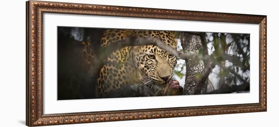 Londolozi Game Reserve, South Africa. Leopard Eating in a Tree-Janet Muir-Framed Photographic Print