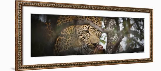 Londolozi Game Reserve, South Africa. Leopard Eating in a Tree-Janet Muir-Framed Photographic Print