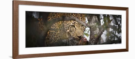 Londolozi Game Reserve, South Africa. Leopard Eating in a Tree-Janet Muir-Framed Photographic Print