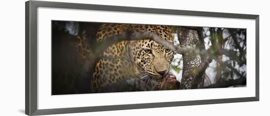 Londolozi Game Reserve, South Africa. Leopard Eating in a Tree-Janet Muir-Framed Photographic Print