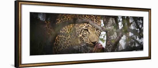 Londolozi Game Reserve, South Africa. Leopard Eating in a Tree-Janet Muir-Framed Photographic Print