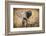 Londolozi Game Reserve, South Africa. Young Bush Elephant-Janet Muir-Framed Photographic Print