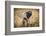 Londolozi Game Reserve, South Africa. Young Bush Elephant-Janet Muir-Framed Photographic Print