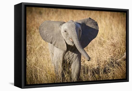 Londolozi Game Reserve, South Africa. Young Bush Elephant-Janet Muir-Framed Premier Image Canvas