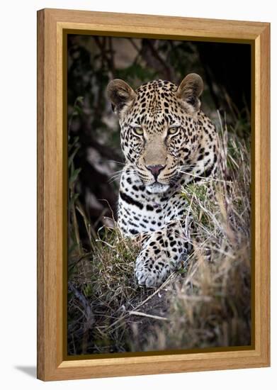 Londolozi Reserve, South Africa. Close-up of Leopard Resting in a Tree-Janet Muir-Framed Premier Image Canvas