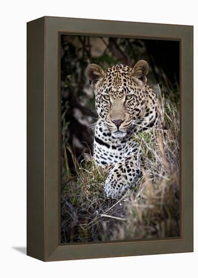 Londolozi Reserve, South Africa. Close-up of Leopard Resting in a Tree-Janet Muir-Framed Premier Image Canvas