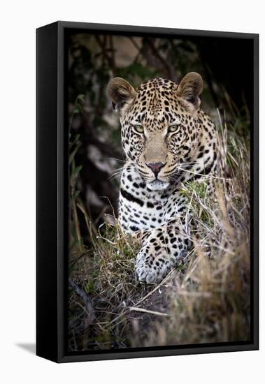 Londolozi Reserve, South Africa. Close-up of Leopard Resting in a Tree-Janet Muir-Framed Premier Image Canvas
