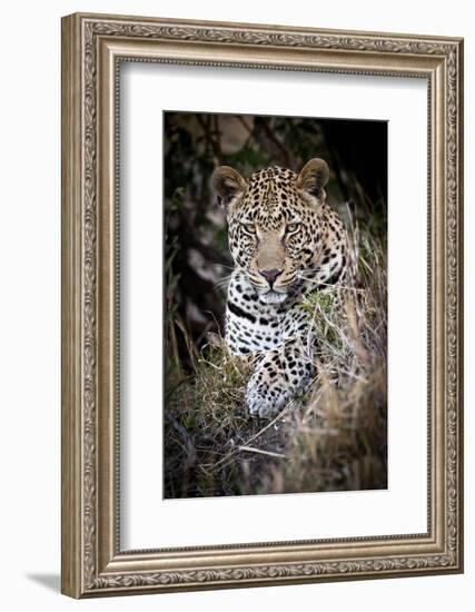 Londolozi Reserve, South Africa. Close-up of Leopard Resting in a Tree-Janet Muir-Framed Photographic Print