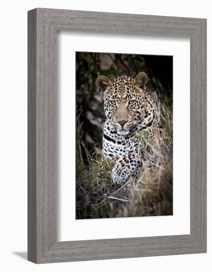 Londolozi Reserve, South Africa. Close-up of Leopard Resting in a Tree-Janet Muir-Framed Photographic Print